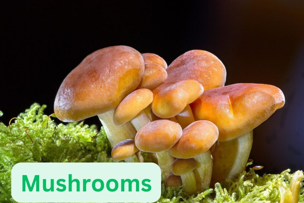 Mushrooms